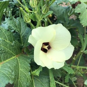 Meet your Posher, Vannessa